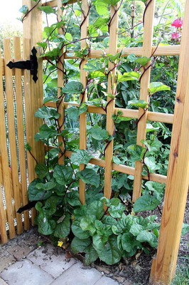 KNESSiN Malabar Spinach Seed(400 per packet)