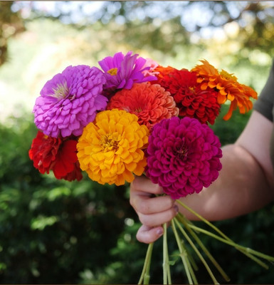 UGRA Mix Zinnia Seeds Seed(15 per packet)