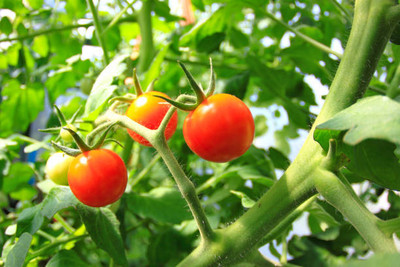 EVY tomato Seed(80 per packet)