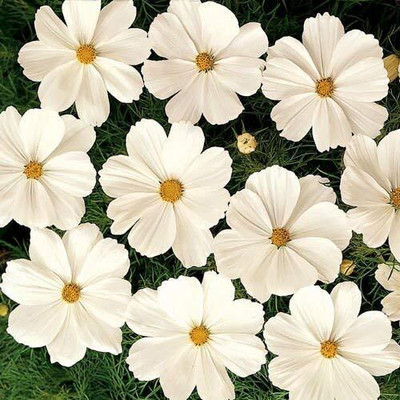 Qualtivate VXI-47 Cosmos Flower F1 Hybrid Seeds Seed(25 per packet)