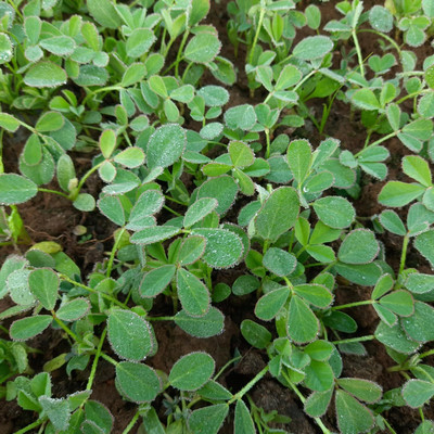 Aywal Organic methi dana - fenugreek seeds - trigonella foenum-graecum Seed(350 per packet)