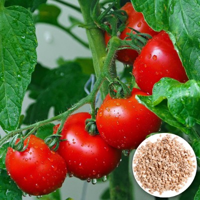 Seedsilk Store Tomato Seeds For Planting Seed(30 per packet)