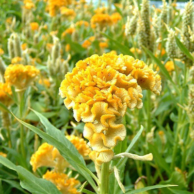 the green dotcom Cockscomb Seed(60 per packet)