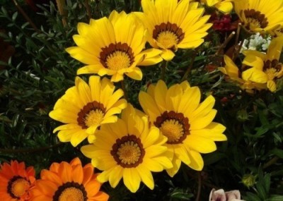 INTRA Gazania Flower Seed(100 per packet)