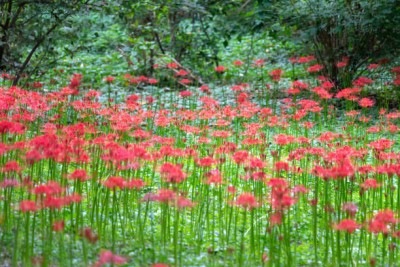 xcentax kanakambaram-firecracker-crossandra Seed(25 per packet)