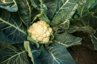 Raunak white cauliflower,gobhee seeds Seed(13 per packet)