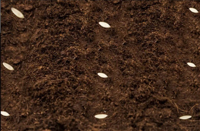 Quentova Ashley Cucumber Seeds, Cucumber for HOT Summers-AJ-5M Seed(250 per packet)