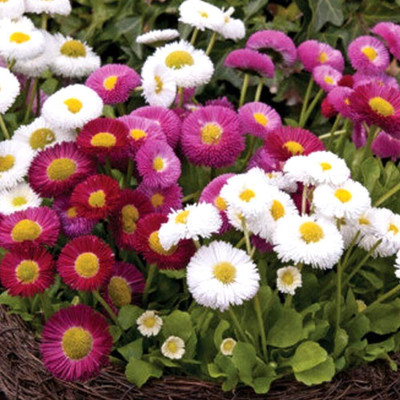 Epazo English Daisy Mixed Colour Flower Seeds Good Germination Seed(10 per packet)
