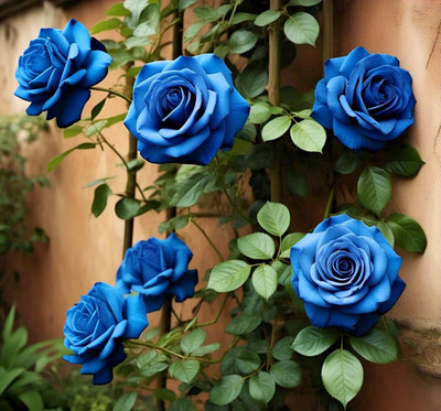 CRGO ROSE , GULAAB Seed(70 per packet)
