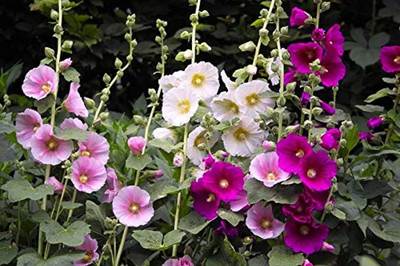 ACCELCROP hollyhock Flower Seed(30 per packet)