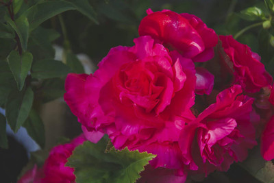 CYBEXIS Begonia Deep Rose Seed(1 g)