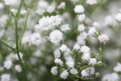 MAA gypsophila flower Seed(100 per packet)