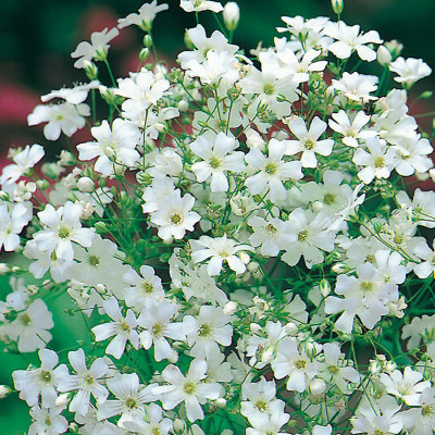 Aywal Gypsophila Flower F1 Hybrid Seeds Seed(10 per packet)
