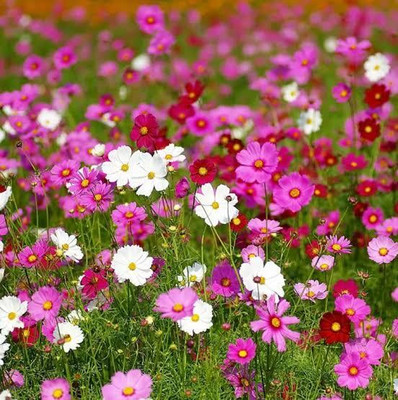 Greenfall Mixed Colour Cosmos Seeds - Pack of 30 Hybrid Seeds Seed(30 per packet)