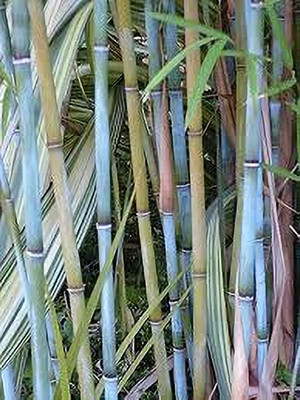 BJUBAS Bamboo fencing for gardening pack of 41 Seed(41 per packet)