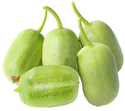 HYBRID Kgp cucumber seeds highest yield variety Seed(1 per packet)