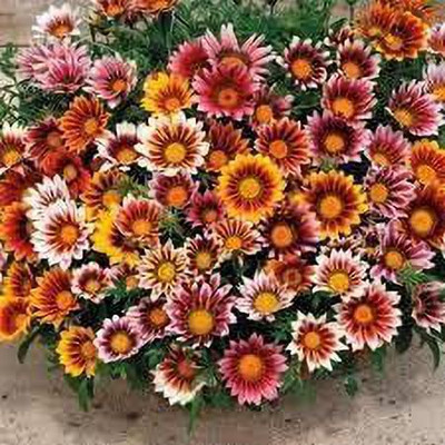 Aywal Gazania Mix Color Flower Seed(90 per packet)