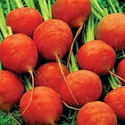 VibeX ® LXI-375 Little Round Carrot Seed(500 per packet)