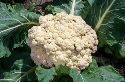 Tastism white cauliflower,gobhee seeds Seed(40 per packet)