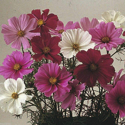 CYBEXIS Cosmos Dwarf Sensation Mix Seed(50 per packet)