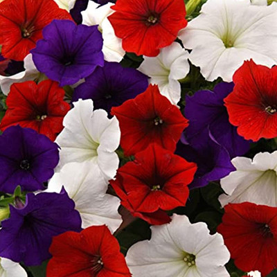 CRGO PETUNIA Seed(65 per packet)