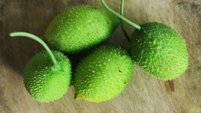 Pbevergreen kakrol seeds/kantola seeds 11 Seed(11 per packet)
