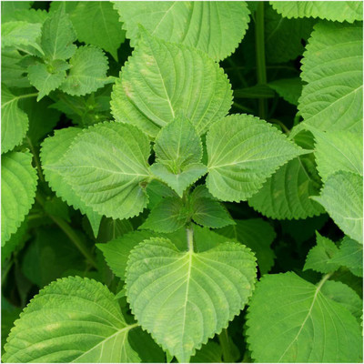 CYBEXIS XL-80 - Perilla Zi Su Green Shiso - (750 Seeds) Seed(750 per packet)