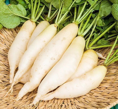 Avysa White radish (मूली के बीज) Seed(200 per packet)