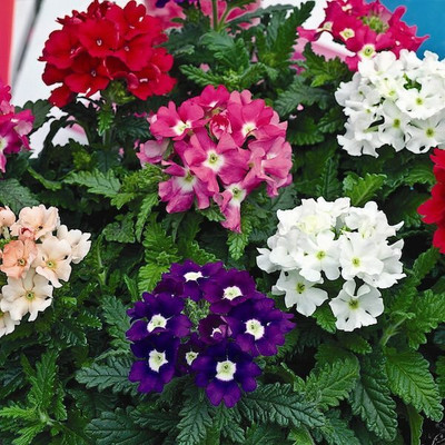 XOLDA Exotic verbena Seed(15 per packet)