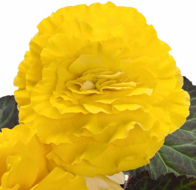 VibeX VVI-38 - Rieger Begonia Flower -Yellow - (270 Seeds) Seed(270 per packet)