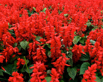 Quentova Red Salvia-KMT-2K Seed(50 per packet)