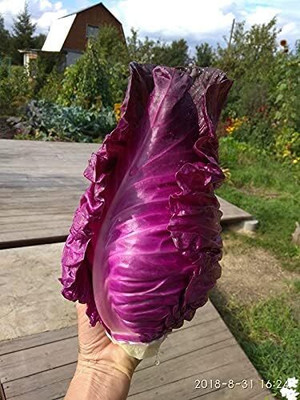 WILLVINE NKR -III Cabbage Red Kalibos Vegetable [50g] Seed(15000 per packet)