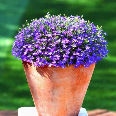 CYBEXIS LX-47 - Mother of Creeping Thyme - (150 Seeds) Seed(150 per packet)