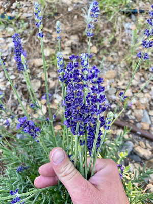 Qualtivate LX-57 Blue Spear Lavender (Lavandula angustifolia) Seed(500 per packet)