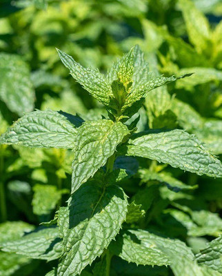 FOURGANIC PEPPERMINT HERB Seed(500 per packet)