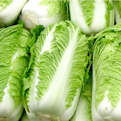 CYBEXIS Outdoor Chinese Cabbage Seeds2000 Seeds Seed(2000 per packet)