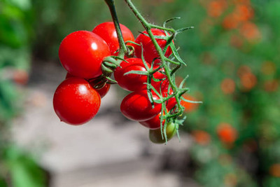 Ghas tomato Seed(140 per packet)