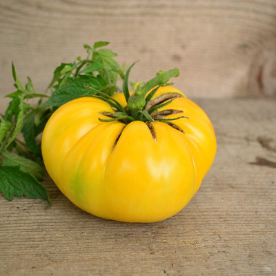 Biosnyg High Germination Dixie Golden Giant Tomato Seeds For Planting - (4000 Seeds) Seed(4000 per packet)
