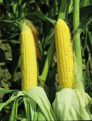 KNESSiN Sweetcorn Sundance Large Seed(200 per packet)