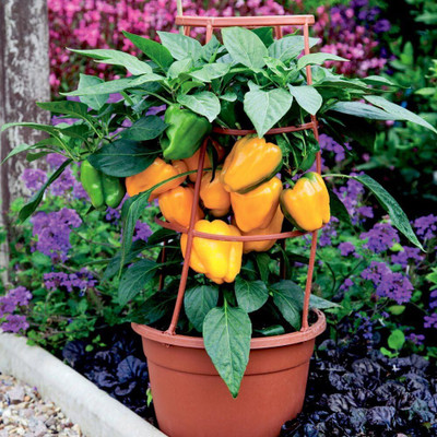 KNESSiN High Yield Liberty Capsicum Seeds for Home Gardening-(100 Seeds) Seed(100 per packet)