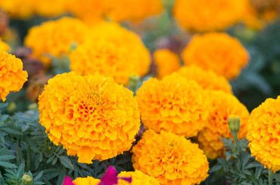 GOYAL GROUP marigold/gende ka phool flower seeds Seed(75 per packet)