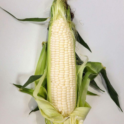 CYBEXIS Fresh Tender Corn Seeds Natural Seeds2000 Seeds Seed(2000 per packet)