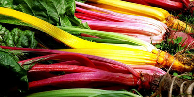 CYBEXIS Swiss Chard Seed(500 per packet)
