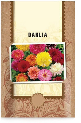 WILLVINE XLL-423 Dahlia Flower Seeds Seed(50 per packet)