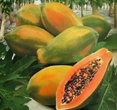 wequality Hybrid Red papaya seeds for home plant Seed(1200 per packet)