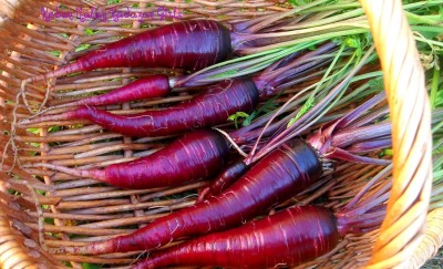 CRGO CARROT , GAJAR Seed(1000 per packet)