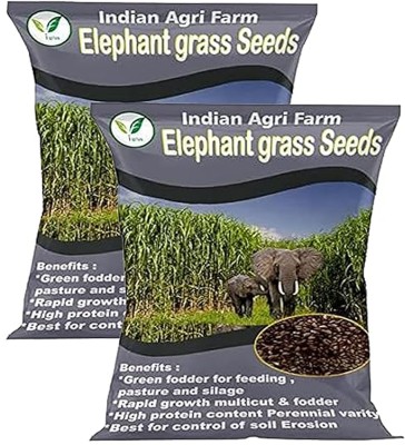 IAgriFarm Elephant Grass Seed 2 Kg Pennisetum purpureum / Napier grass seed for Goat,Cow Seed(2 kg)