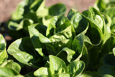 CYBEXIS Seeds of Vegetable Lettuce Little Gem2000 Seeds Seed(2000 per packet)