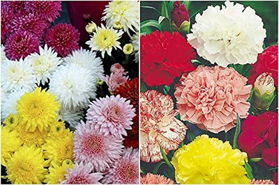 MKR Enteprises Chrysunthemum Seed(1 g)
