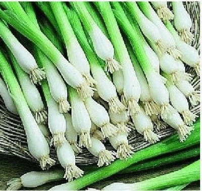 WILLVINE VMR -IX SPRING CUT BUNCHING ONION/PYAJ PATTA [25g] Seed(15000 per packet)